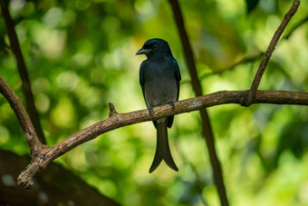 常见的黑色的燕卷尾鸟栖息阴影树一边构成照片闪亮的黑暗颜色羽毛长分裂尾巴