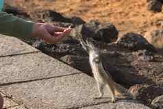 可爱的非洲地面松鼠背景石头Fuerteventura西班牙