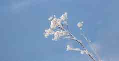 冻植物场花序伞状花序的雪