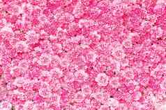 美丽的粉红色的康乃馨花背景