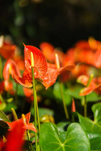 橙色花烛属植物花<strong>火烈鸟</strong>花花园