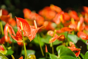 橙色花烛属植物花<strong>火烈鸟</strong>花花园