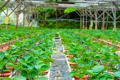 盆栽货架上灌溉系统草莓农场马来西亚