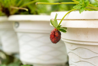 成熟的草莓挂能温室草莓农场