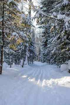 走冬天森林美丽的冬天景观