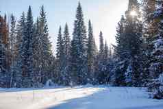 走冬天森林美丽的冬天景观