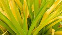 组合成的绿色黄色的树叶长马特里绿色黄色的热带植物叶子花园自然热带异国情调的背景