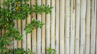 竹子栅栏包围郁郁葱葱的植被耐用竹子栅栏明亮的绿色灌木泰国自然背景多汁的异国情调的热带叶<strong>子纹</strong>理背景Copyspace