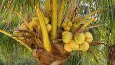 特写镜头异国情调的黄色的生年轻的新鲜的椰子日益增长的绿色棕榈叶子阳光明媚的一天自然纹理热带象征夏天常绿植物健康的有机素食者食物