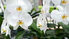 精致的白色优雅的兰花花黄色的中心阳光关闭宏热带花瓣春天花园摘要自然异国情调的背景复制空间花开花模式