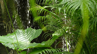 溅水热带<strong>雨</strong>林丛林热带异国情调的背景流野生多汁的绿色叶子<strong>森林雨森林</strong>花园绿色植物新鲜的充满活力的天堂植物树叶散景