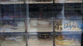 俘虏培育蛇出售小塑料盒子俘虏培育球蟒蛇变种摊位查图恰克市场曼谷泰国
