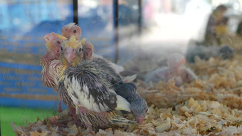 鹦鹉小鸡笼子里宠物市场鸟小笼子里查图恰克市场曼谷泰国