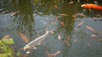 自然绿色植物背景充满活力的色彩斑斓的日本锦 鲤鲤鱼鱼游泳传统的花园湖池塘中国人花俏的鲤鱼水表面东方符号《财富》杂志好运气