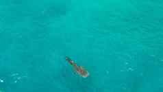 鲸鱼鲨鱼清晰的蓝色的水菲律宾宿务岛