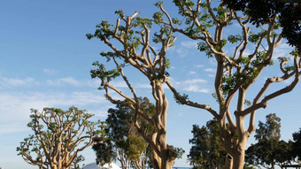 大<strong>奇怪</strong>的珊瑚树内河码头玛丽娜公园号航空母舰中途公约中心海港村三迭戈加州美国大不寻常的<strong>奇怪</strong>的树无条件的投降雕像