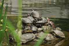 集团海龟攀爬收集岩石水池塘集团海龟岩石水