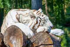 白色老虎谎言树树干太阳睡觉