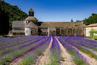 senanque修道院Gordes<strong>普罗旺斯薰衣草</strong>字段巴黎圣母院senanque盛开的紫色的蓝色的<strong>薰衣草</strong>字段吕贝隆法国