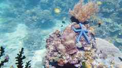 海星珊瑚礁莱特岛菲律宾