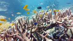 水下世界珊瑚礁
