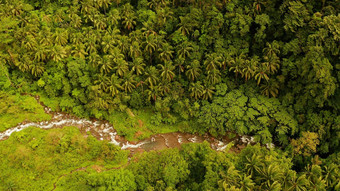 河流动山丛林菲律宾甘米银