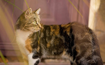 灰色的猫绿色眼睛坐着猫房子毛茸茸的猫美丽的宠物动物野生猫猫街