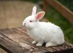 可爱的兔子木表格动物概念