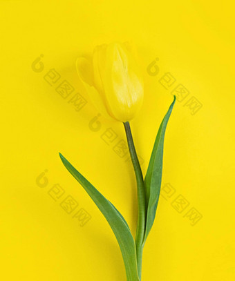 郁金香黄色的背景拟态平躺股票照片