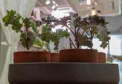 甘蓝蔬菜树种植日益增长的陶瓷植物能