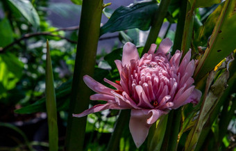 完整的开花粉红色的<strong>莲花</strong>花叶池<strong>莲花</strong>标志水疗中心<strong>佛</strong>教亚洲