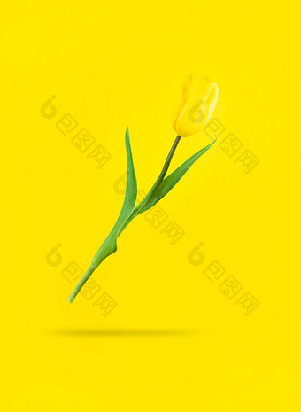 悬浮黄色的郁金香影子拟态假期股票照片