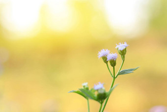 集群光紫色的花草花关闭自然模糊背景