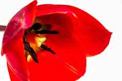 宏拍摄红色的郁金香孤立的郁金香雄蕊关闭细节红色的郁金香花