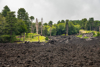 山埃特纳火山火山景观典型的植被西西里