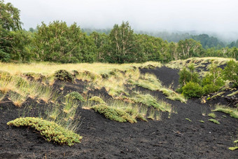 山埃特纳火山火山景观典型的植被西西里