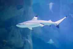 巨大的热带鲨鱼蓝色的水鲨鱼水族馆