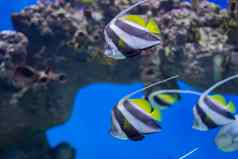 zanclus科努图斯异国情调的热带鱼背景珊瑚珊瑚礁群条纹水族馆摩擦
