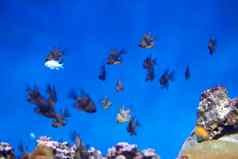 群热带鱼背景珊瑚礁珊瑚异国情调的鱼蓝色的水