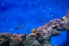 群热带鱼背景珊瑚礁珊瑚异国情调的鱼蓝色的水