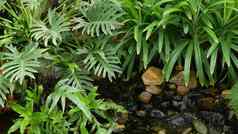 绿色热带植物日益增长的小溪新鲜的水阳光明媚的一天令人惊异的花园明亮的多汁的异国情调的热带丛林叶子纹理背景Copyspace郁郁葱葱的树叶