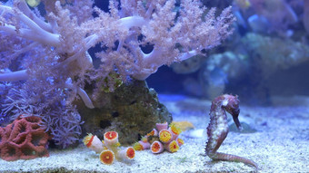 海马在珊瑚水族馆关闭海马游泳美妙的珊瑚清洁水族馆水海洋水下热带异国情调的生活自然背景