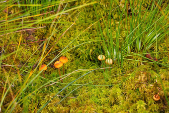 小蘑菇成长绿色莫斯森林