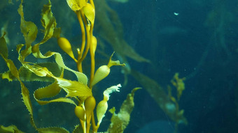 水下无缝的毛圈关闭摇摆巨大的海带森林太阳射线玉绿色海藻叶子潜水水族馆海洋概念阳光穿过翡翠充满活力的异国情调的海洋植物