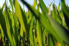 关闭绿色小麦大麦农村清晰的阳光明媚的春天一天