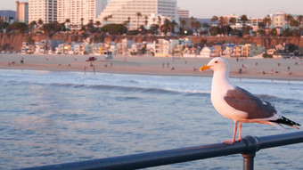 加州夏季海滩审美粉红色的日落可爱的有趣的海金码头栏杆海洋波散焦人海滨周末房子紫色的日落圣诞老人莫妮卡这些洛杉矶美国