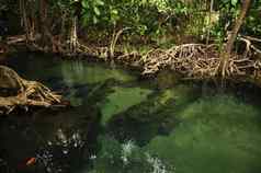 透明的水野生热带池塘河拍摄清晰的水小湖红树林树根