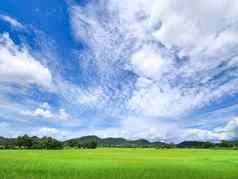 绿色大米场前面moutain蓝色的天空白色毛茸茸的云宽角视图
