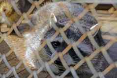 美丽的浣熊谎言笼子里动物康复中心