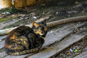 美丽的黑暗国内猫坐在木董事会宠物朋友处理孤独pondemic